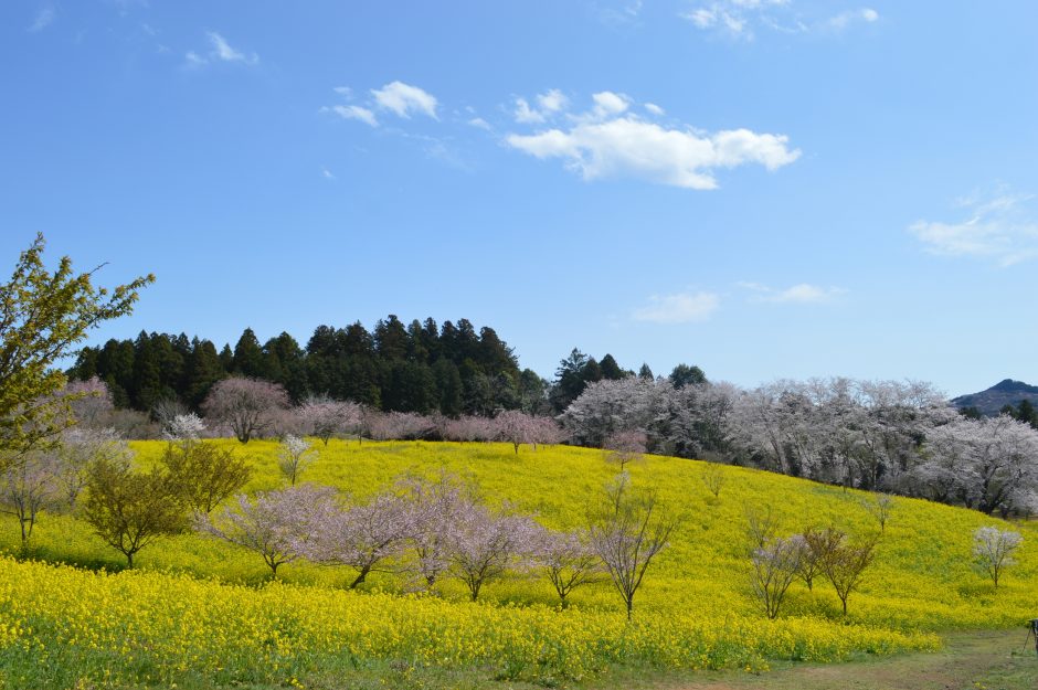 小宅古墳群の菜の花・桜