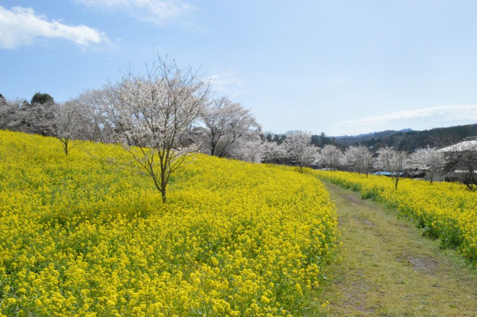 小宅古墳群の菜の花・桜