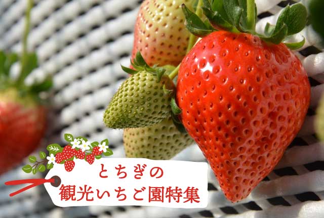 いちご園特集