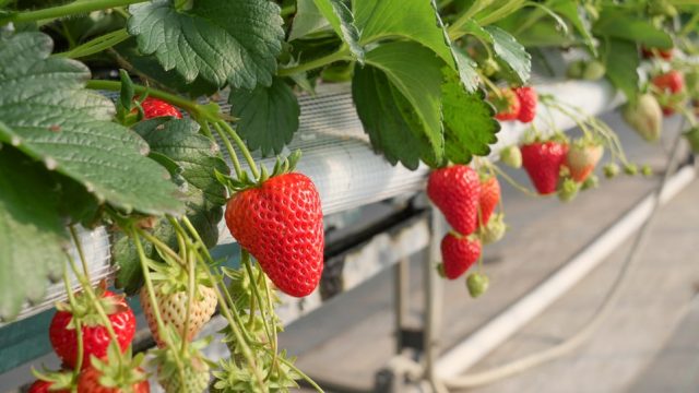 観光農園特集 完熟の大粒いちごを30分思う存分召し上がれ 日光ストロベリーパークへ とちぎの農村めぐり特集 栃木県農政部農村振興課
