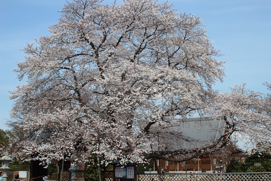 満福寺の桜