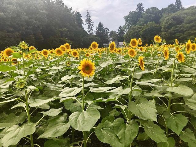 道の駅明治の森・黒磯