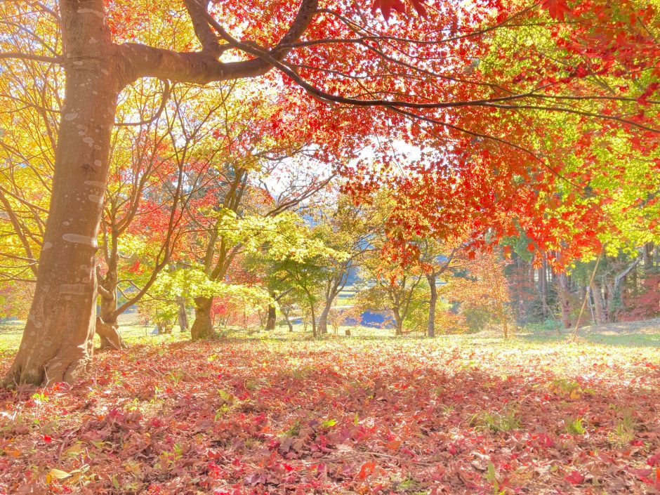 深沢もみじ園　錦秋の園