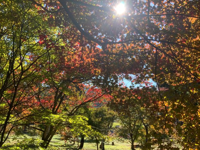 深沢もみじ園　錦秋の園