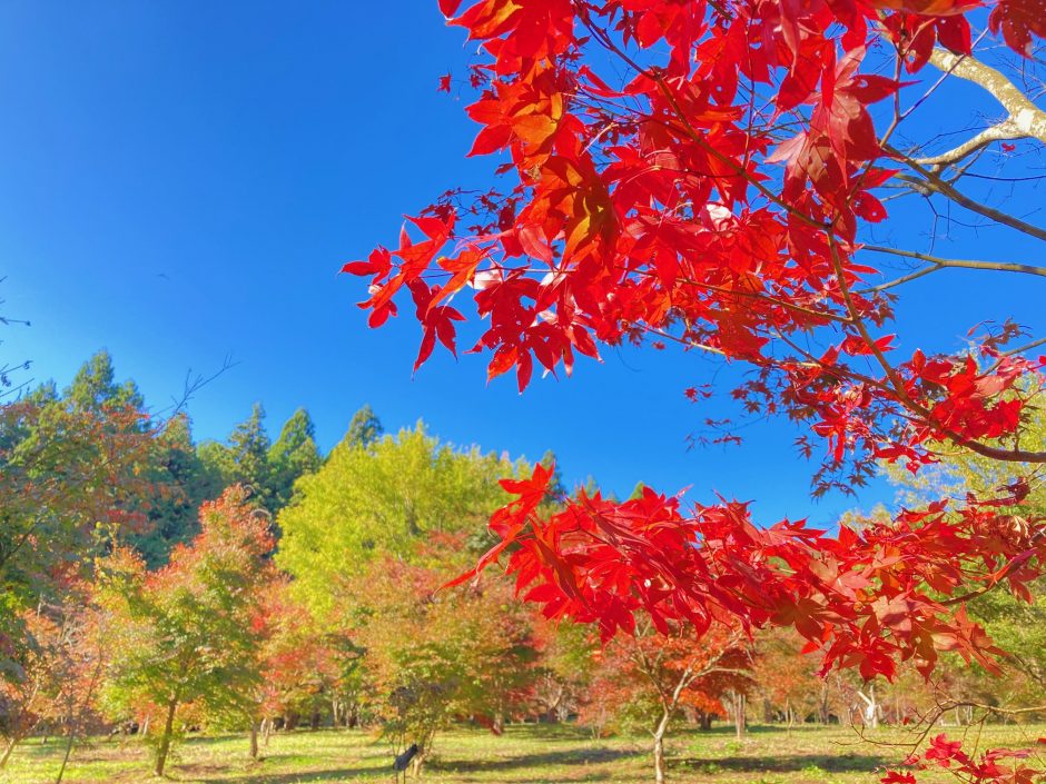 深沢もみじ園　瑞光園
