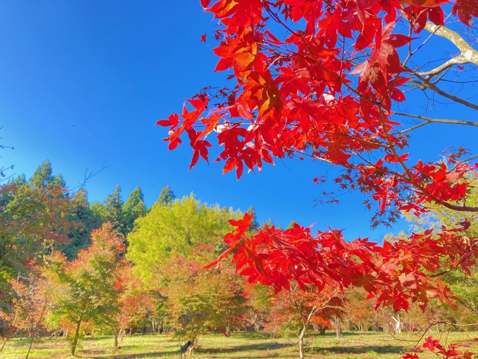 深沢もみじ園　錦秋の園