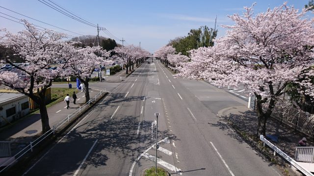 かしの森公園周辺の桜並木