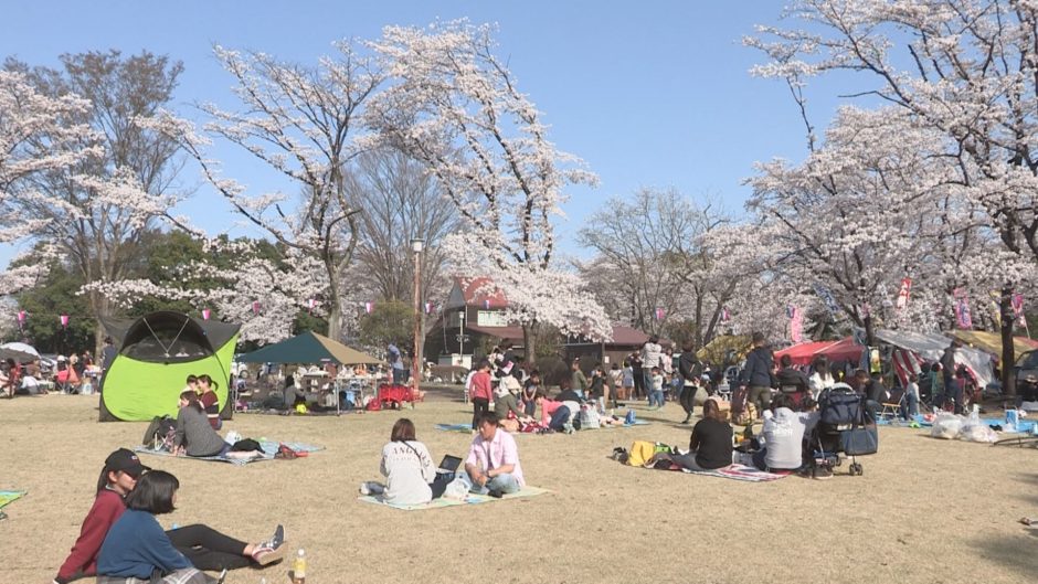 かしの森公園周辺の桜並木