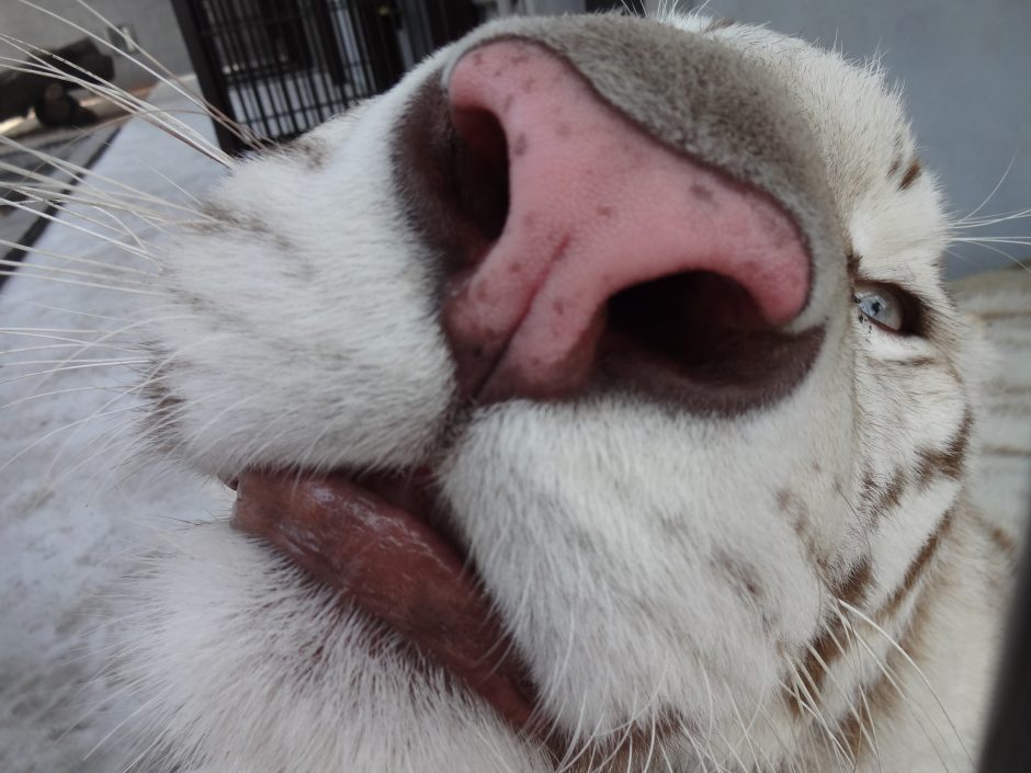 宇都宮動物園