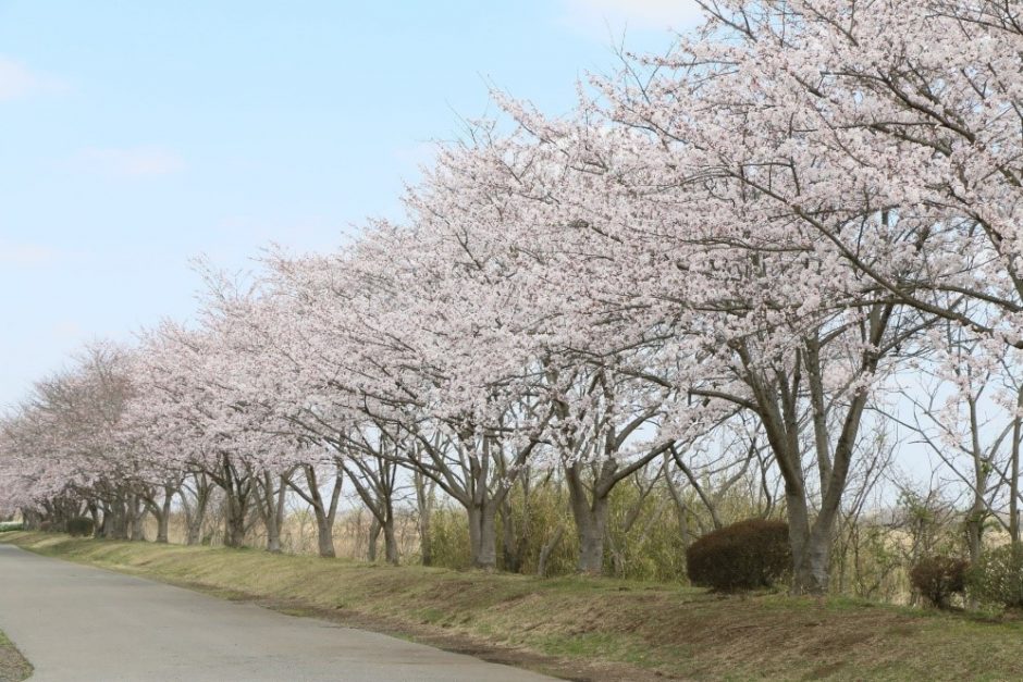 桃畑緑地公園