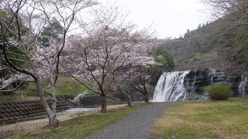 桜と滝と電車のコラボレーション🌸「龍門の滝」の桜 | とちぎの