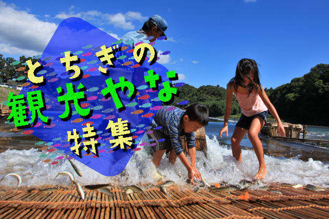 やな特集