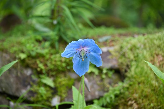 植物たちの桃源郷 上三依水生植物園 で 幻の花 ヒマラヤの青いケシに遭遇 とちぎの農村めぐり特集 栃木県農政部農村振興課