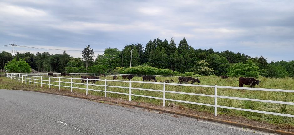 大野放牧場