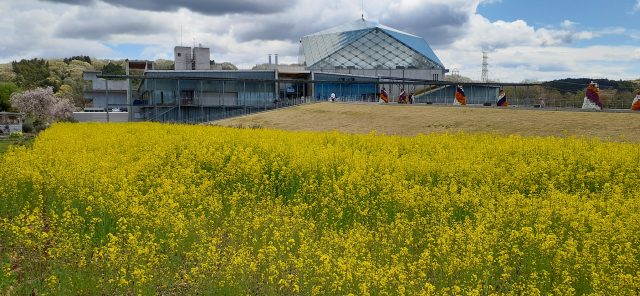 なかがわ水遊園の菜の花畑