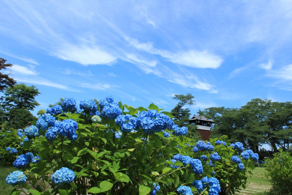 芭蕉の里くろばね紫陽花まつり