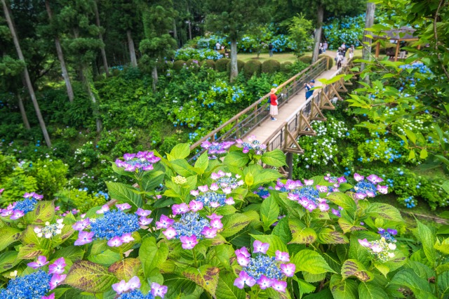 芭蕉の里くろばね紫陽花まつり