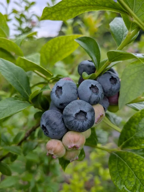 おかえりの丘