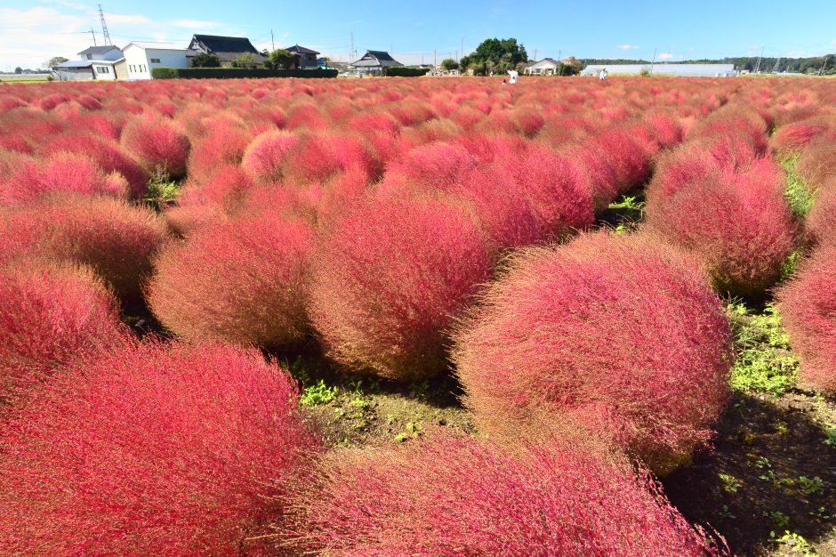 東高橋のコキア