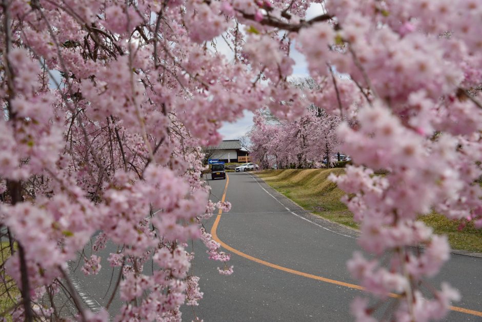 道の駅たかねざわ元気あっぷむら　桜