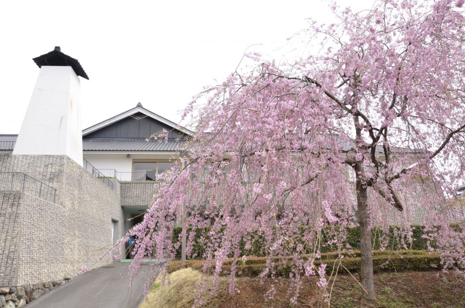 道の駅たかねざわ元気あっぷむら　桜