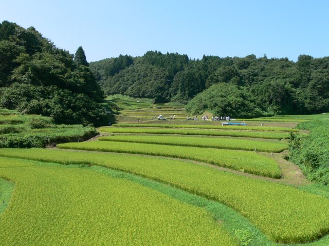 入郷石畑の棚田