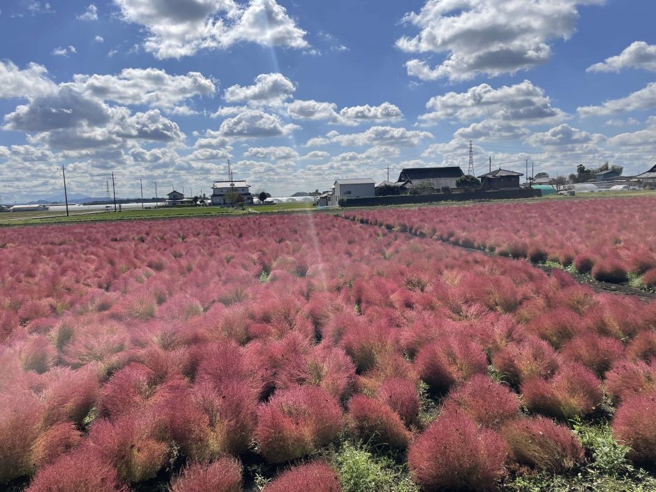 東高橋のコキア