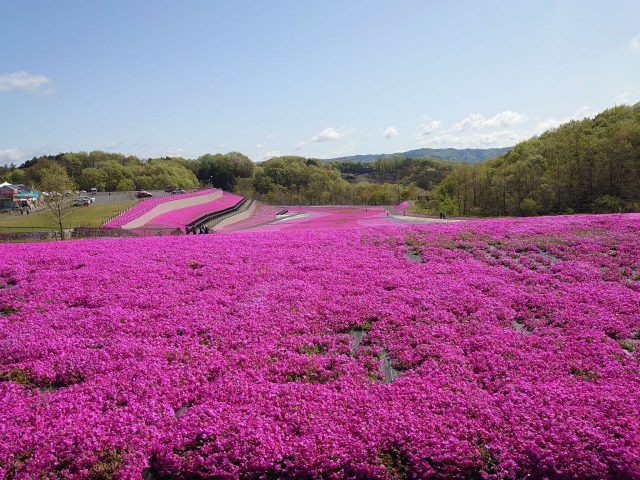 芝ざくら公園