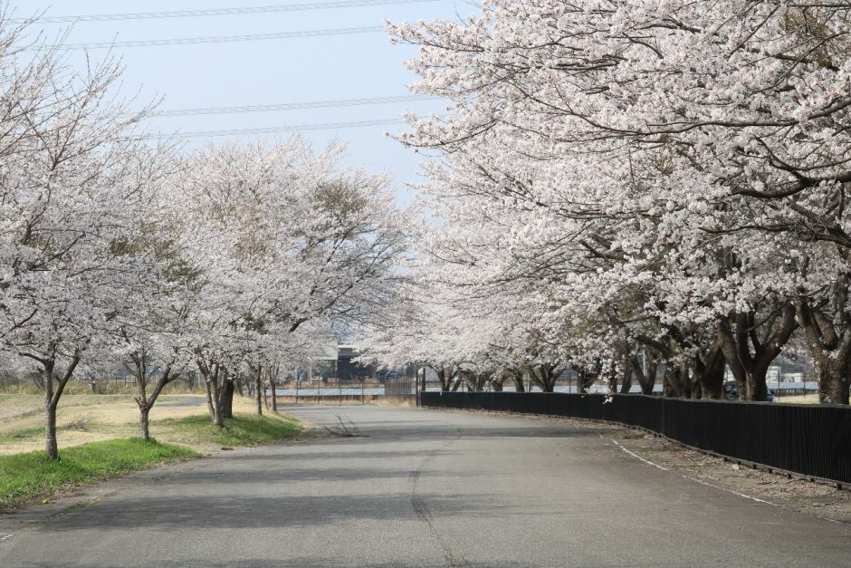 荒川の桜並木