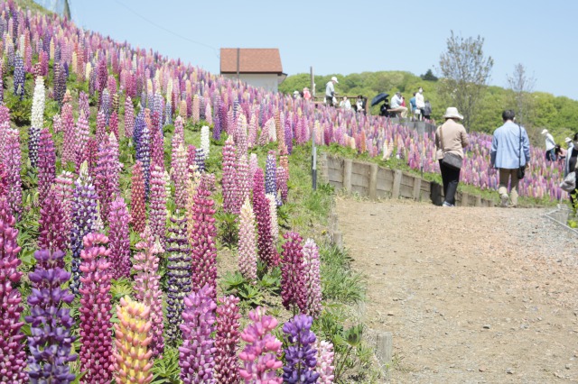 鹿沼市花木センター・花と緑のフェスタ