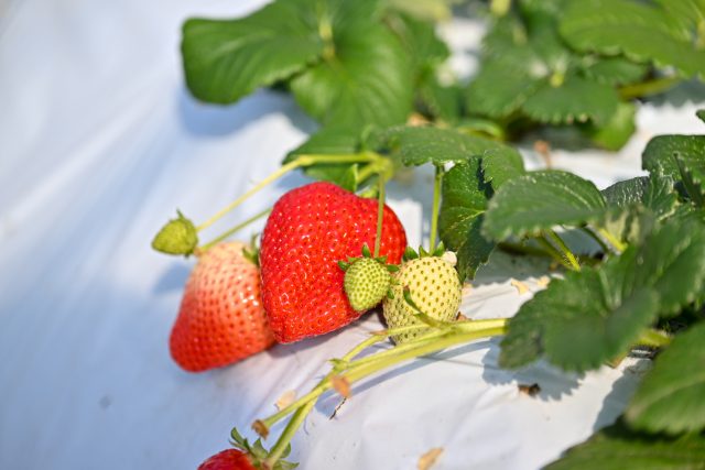 人気の「道の駅ましこ」に隣接するMASHIKO STRAWBERRY FARMで甘味と酸味のバランス抜群のいちご🍓を食す❗️