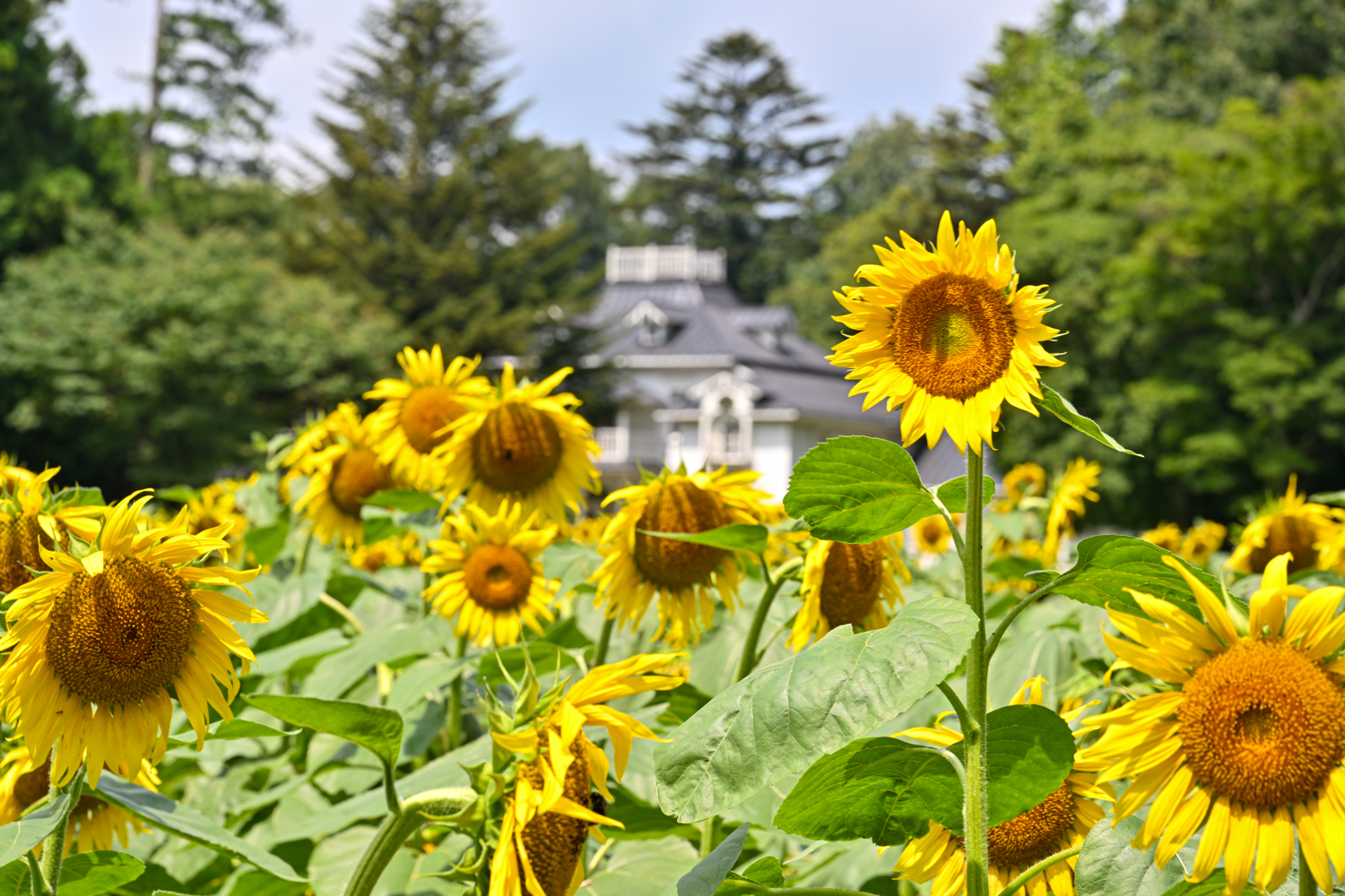 道の駅 明治の森・黒磯のハンナガーデンに咲く大輪のひまわり