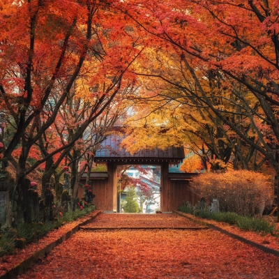 晩秋の金蔵院