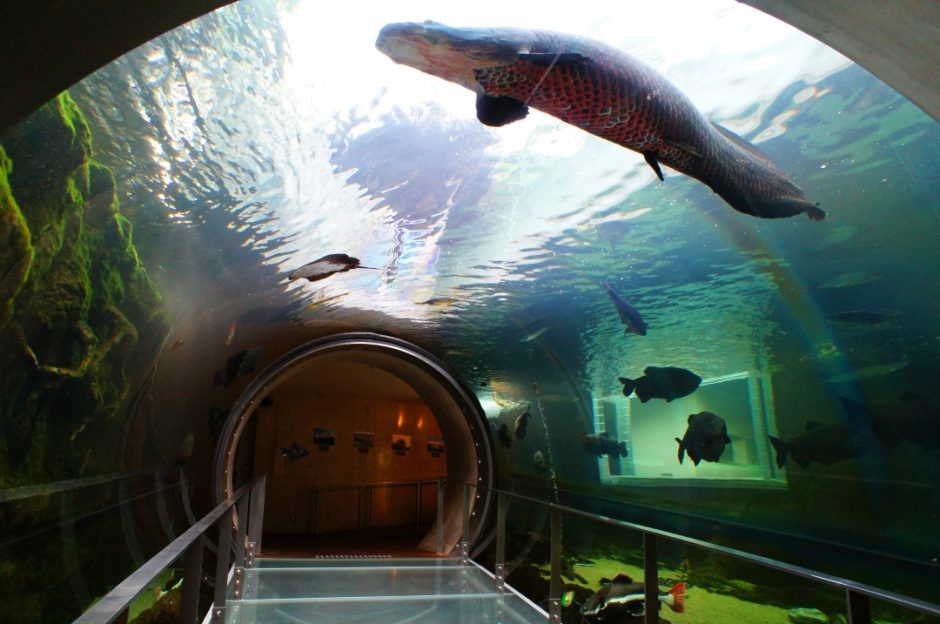 栃木県なかがわ水遊園