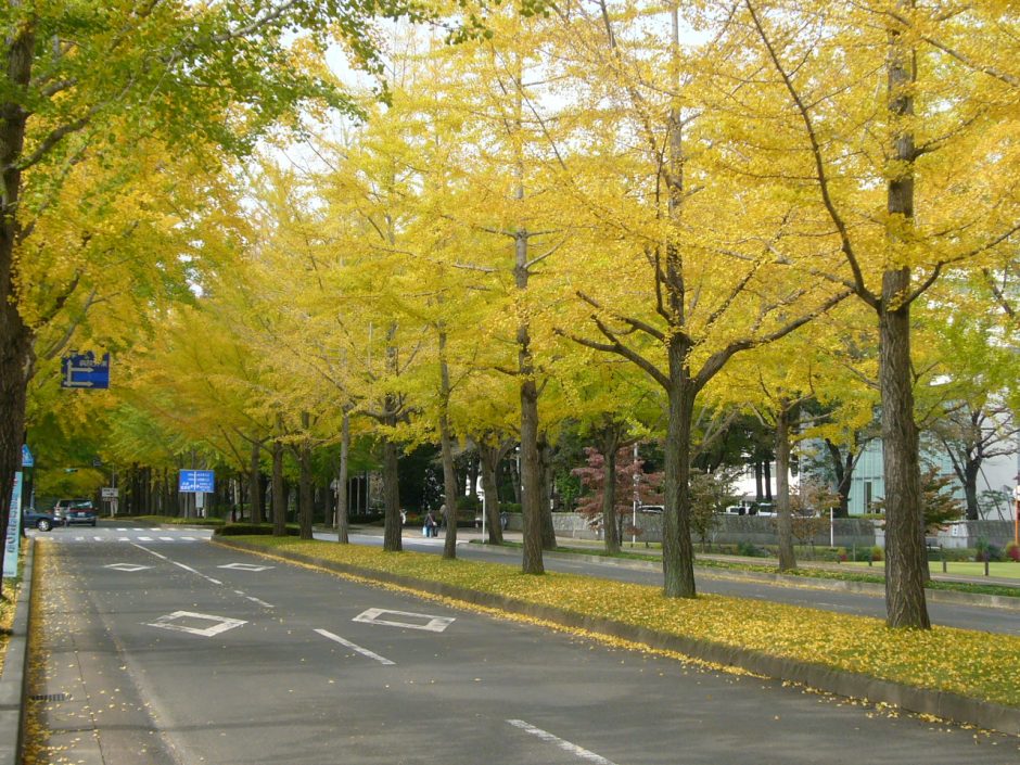 獨協医科大学病院前の銀杏並木