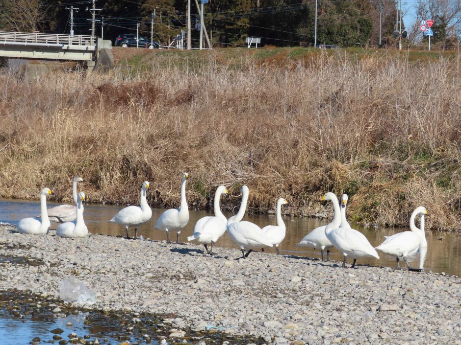 黒川　白鳥飛来地