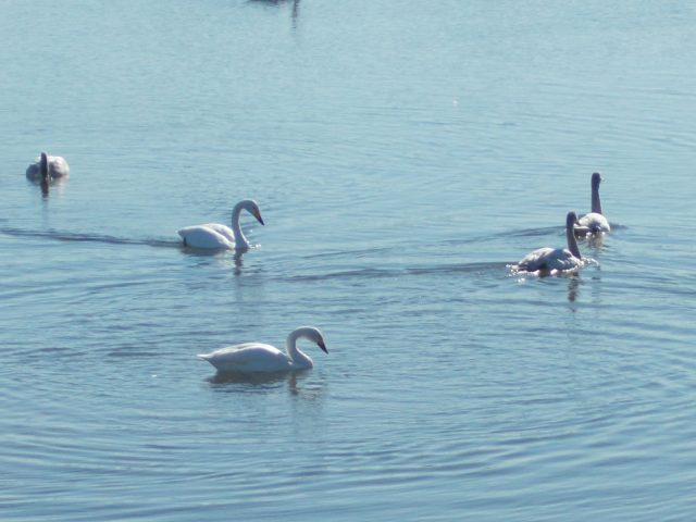 黒川　白鳥飛来地