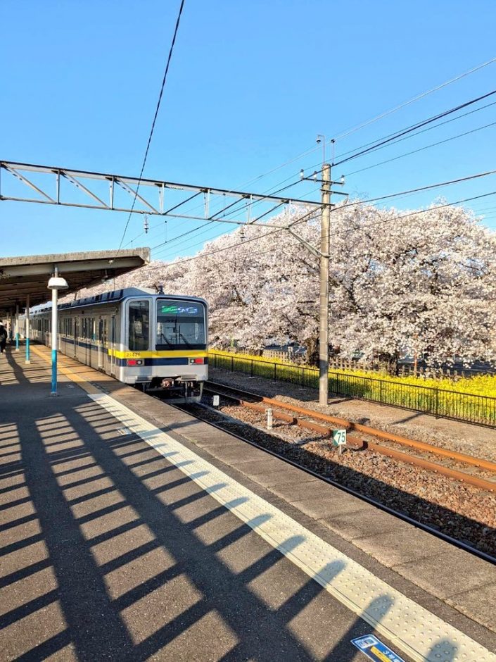 国谷駅の桜・菜の花