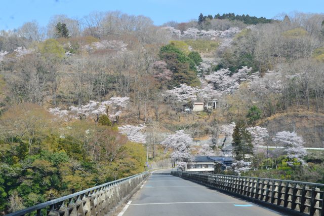 小深山中地区　シダレザクラ