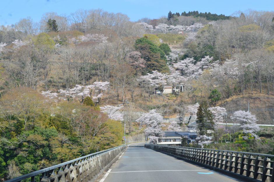 小深山中地区　シダレザクラ
