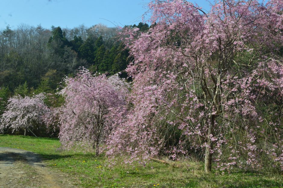 小深山中地区　シダレザクラ