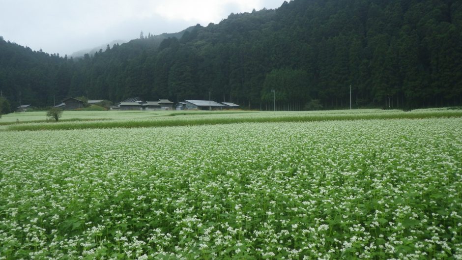 小来川 山帰来