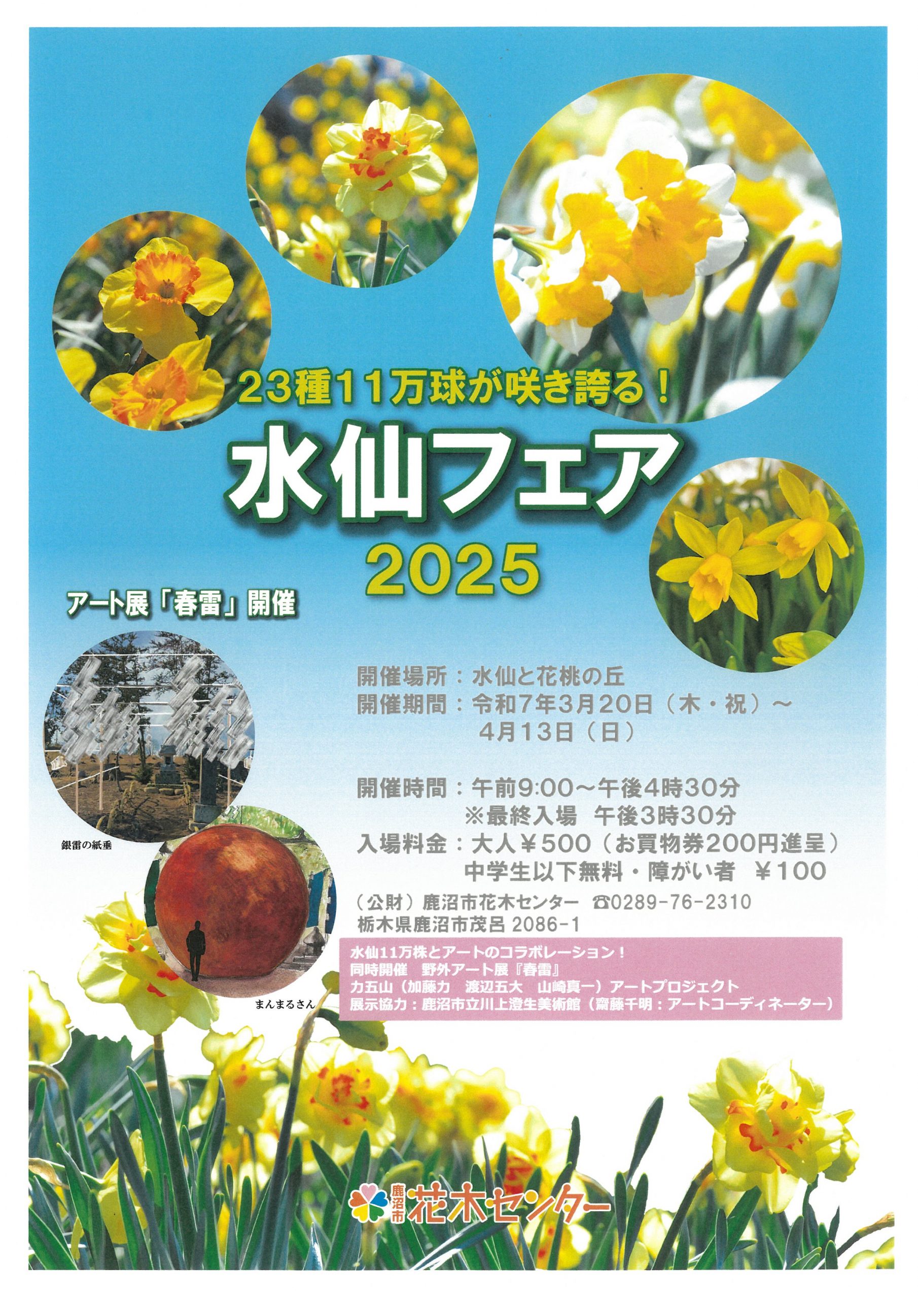 水仙フェア2025チラシ