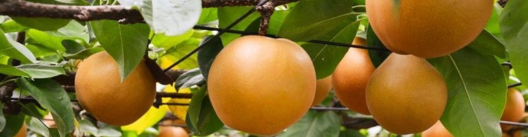 夏のフルーツ狩り