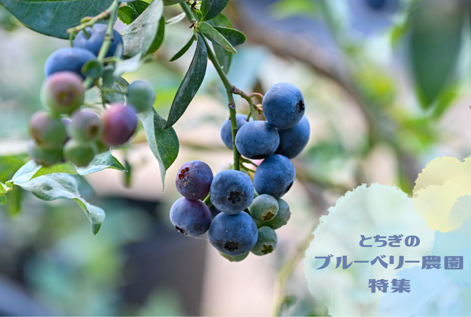 とちぎのブルーベリー農園