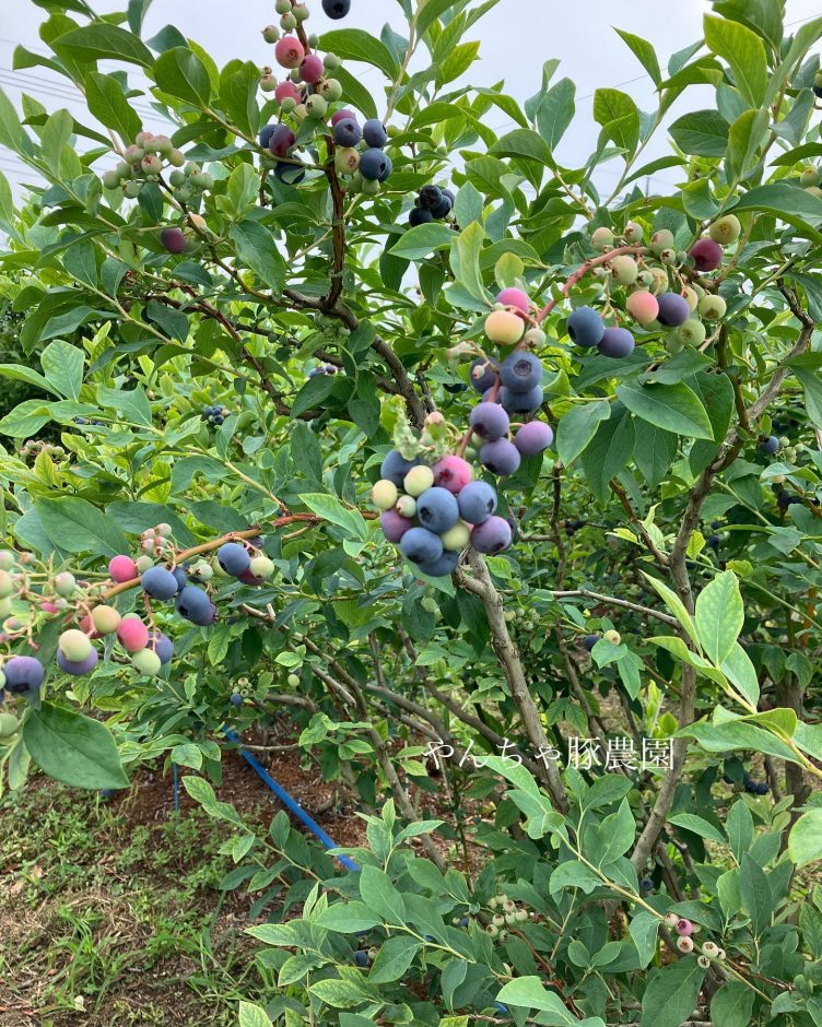やんちゃ豚農園