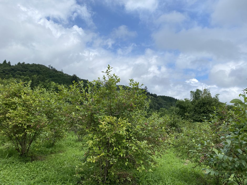 たのしいブルーベリー園