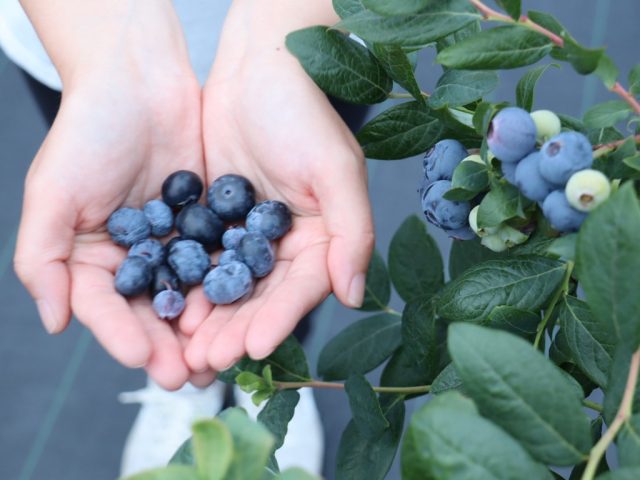 BLUEBERRY BASE MOKA