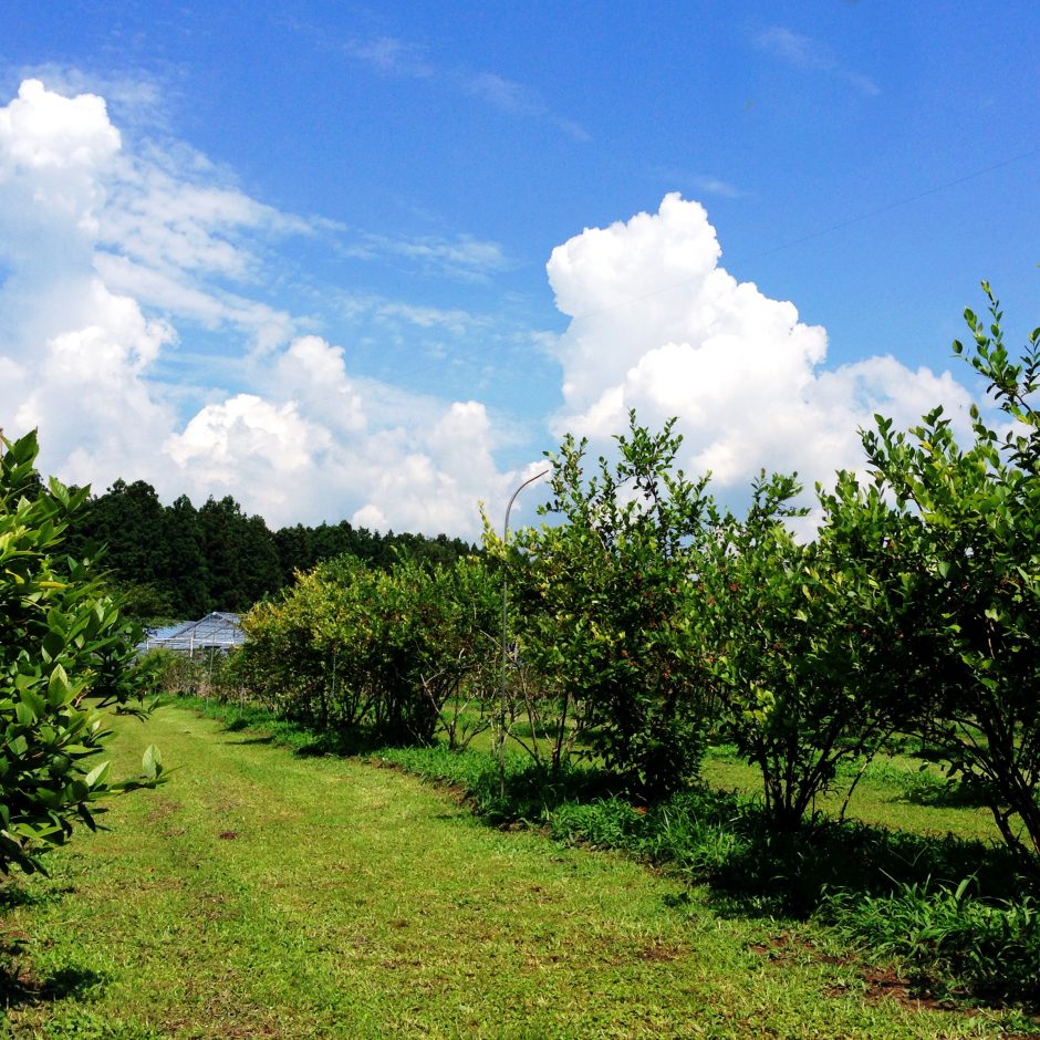 那須千本松牧場　ブルーベリー園