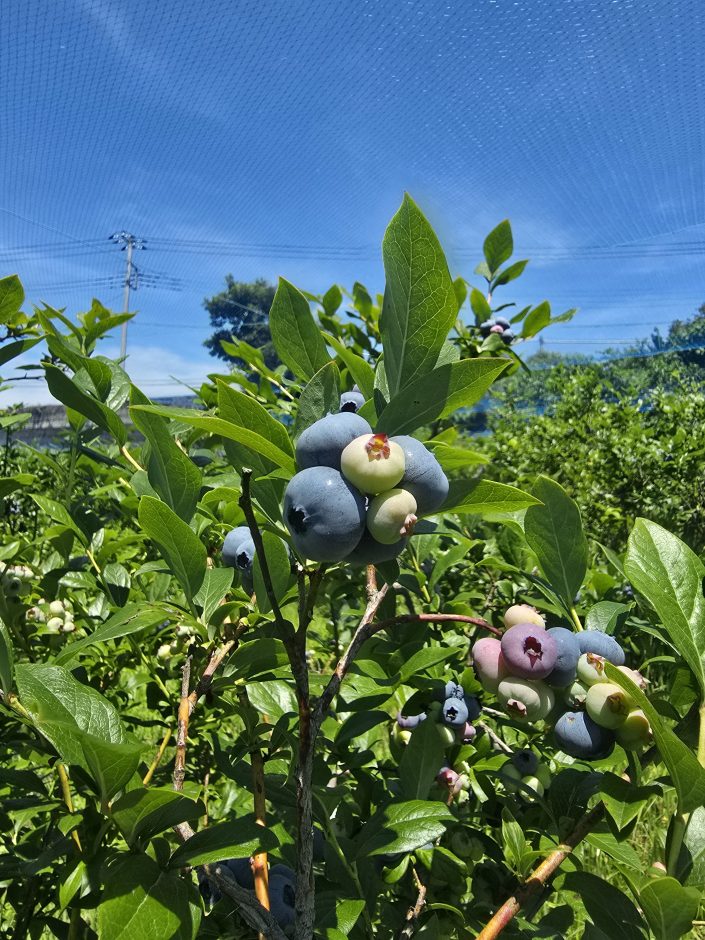 道の駅ましこ　毎年恒例！ブルーベリー狩り♪